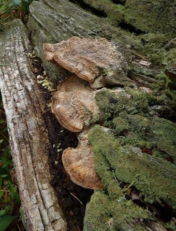 A trio of mature brackets on a well-decayed oak stem in Thorndon Country Park, Essex.
